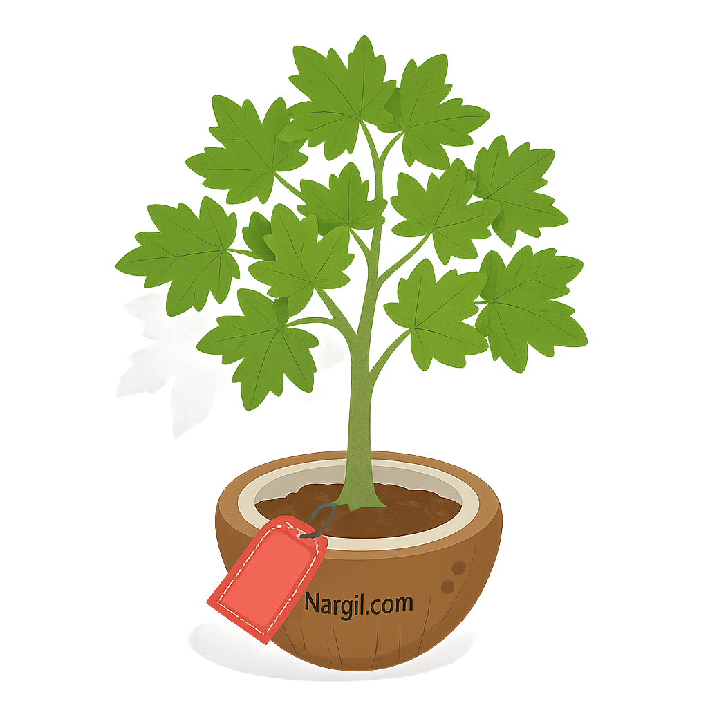  Nargil - Montpellier maple